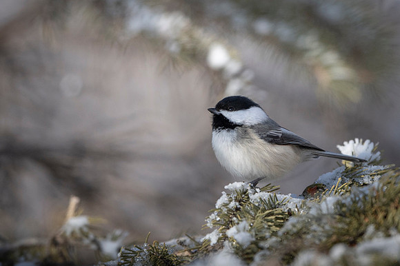 Black-capped chickadee