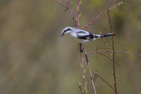 Great Grey Shrike / Dzierzba srokosz