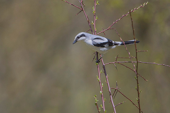 Great Grey Shrike / Dzierzba srokosz