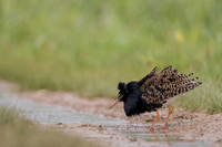 Ruff / Batalion