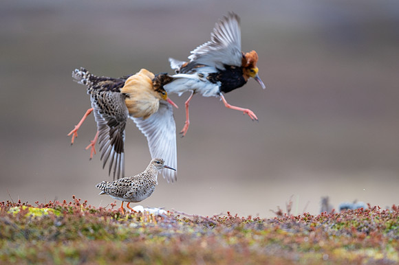 Ruff / Batalion