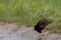Ruff / Batalion