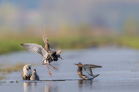 Ruff / Batalion