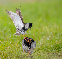 Ruff / Batalion