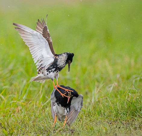 Ruff / Batalion