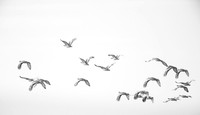 Great Bustard / Drop