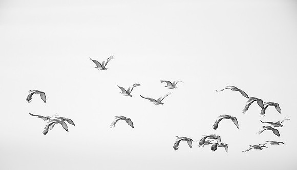 Great Bustard / Drop