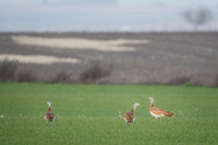 Great Bustard / Drop