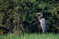 Purple heron