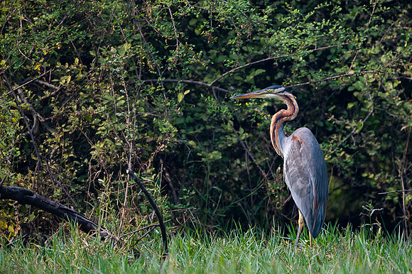 Purple heron