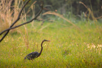 Purple heron