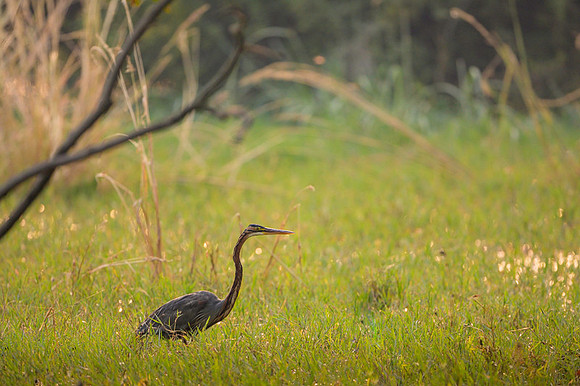 Purple heron