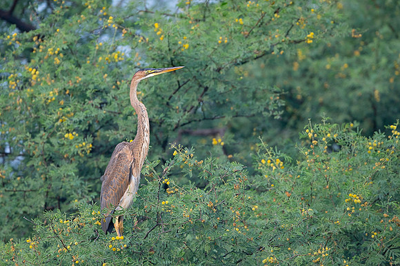Purple heron