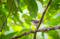 American Redstart