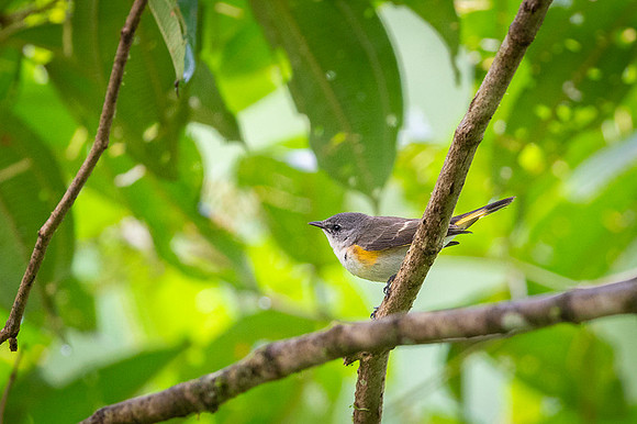 American Redstart