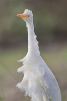 Cattle Egret / Czapla złotawa