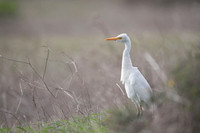 Cattle Egret / Czapla złotawa