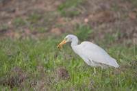 Cattle Egret / Czapla złotawa