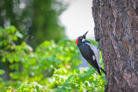 Acron woodpecker