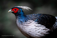 Khalij pheasant