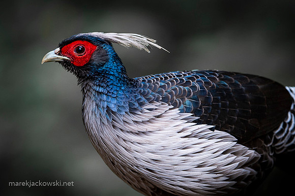 Khalij pheasant