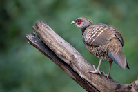 Khalij pheasant
