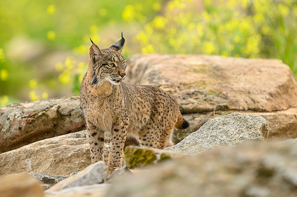 Iberian Lynx / Ryś Iberyjski