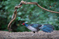 Khalij pheasant