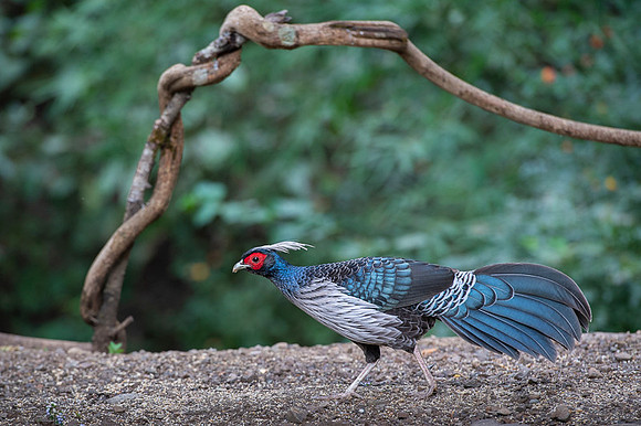 Khalij pheasant