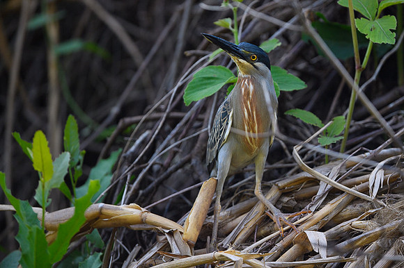 Black-crowned Night Heron