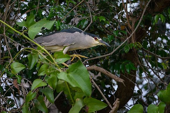 Black-crowned Night Heron