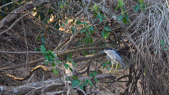 Black-crowned Night Heron