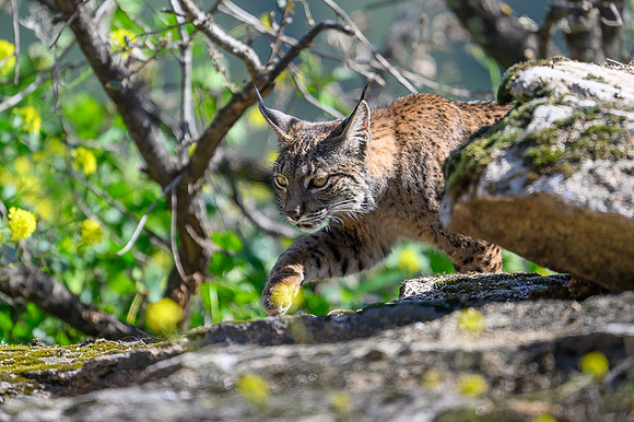 Iberian Lynx / Ryś Iberyjski