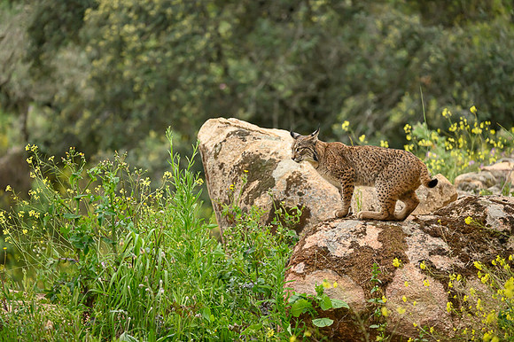 Iberian Lynx / Ryś Iberyjski