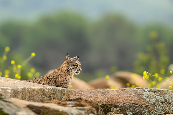 Iberian Lynx / Ryś Iberyjski