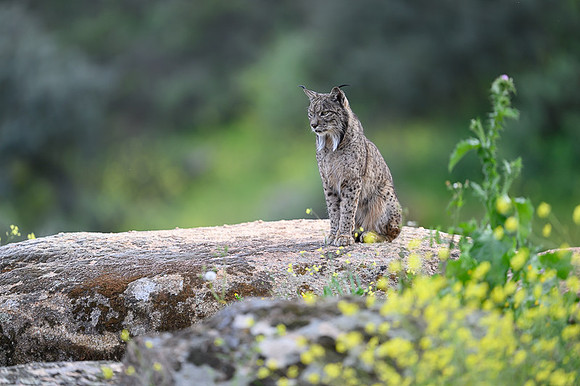 Iberian Lynx / Ryś Iberyjski