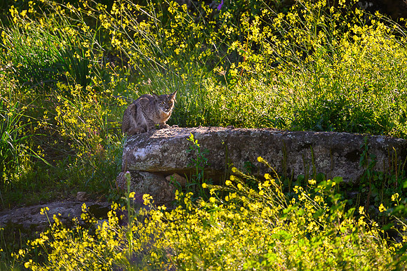 Iberian Lynx / Ryś Iberyjski
