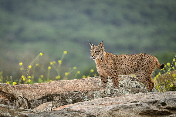 Iberian Lynx / Ryś Iberyjski