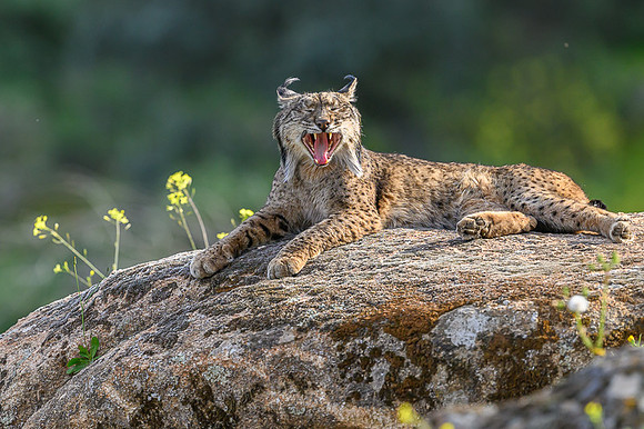 Iberian Lynx / Ryś Iberyjski