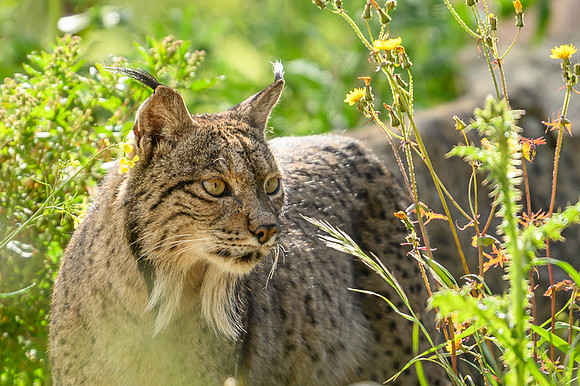 Iberian Lynx / Ryś Iberyjski