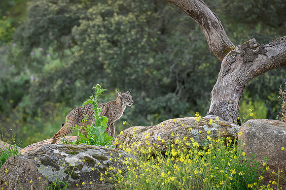 Iberian Lynx / Ryś Iberyjski