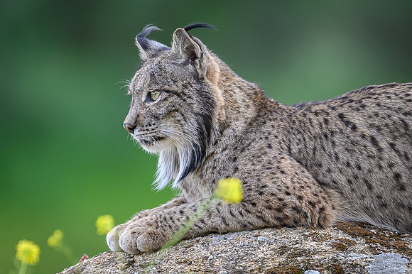 Iberian Lynx / Ryś Iberyjski