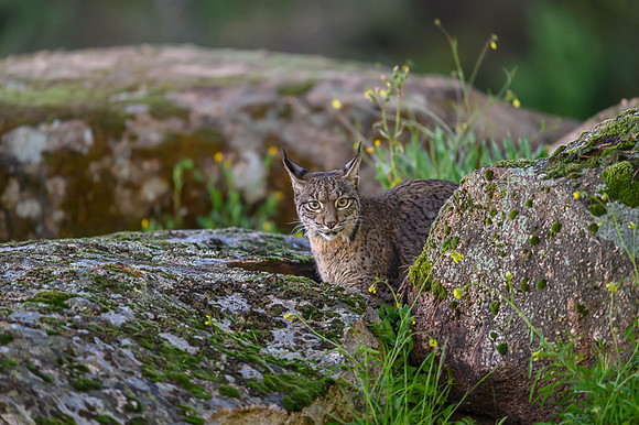 Iberian Lynx / Ryś Iberyjski