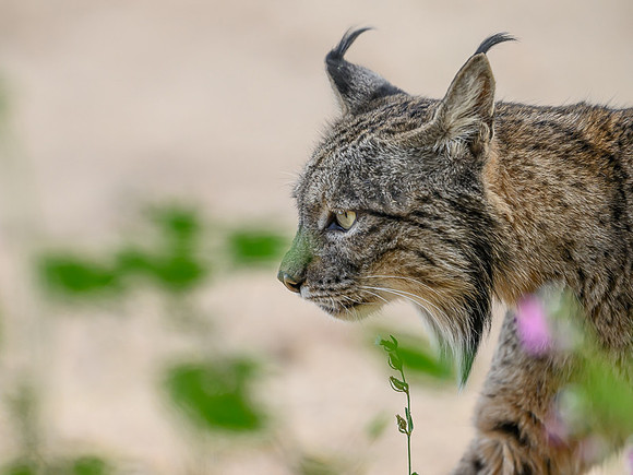 Iberian Lynx / Ryś Iberyjski