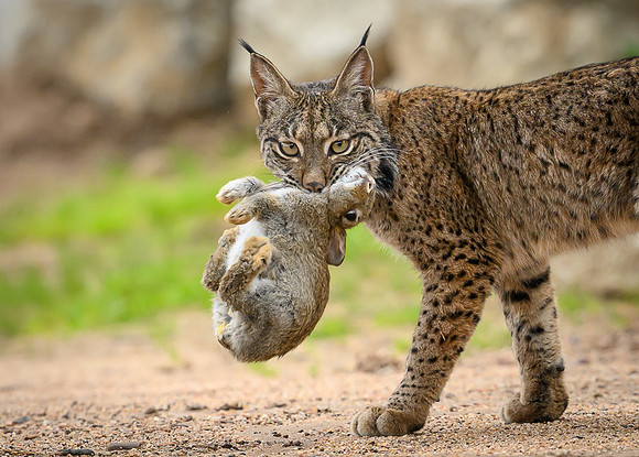 Iberian Lynx / Ryś Iberyjski