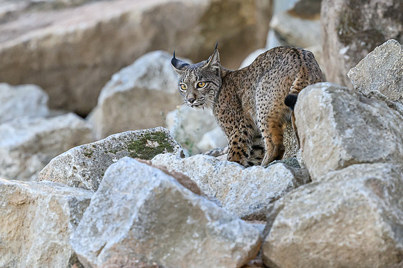 Iberian Lynx / Ryś Iberyjski
