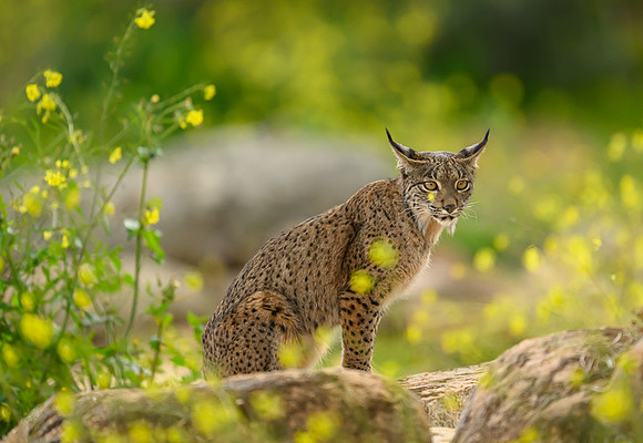 Iberian Lynx / Ryś Iberyjski