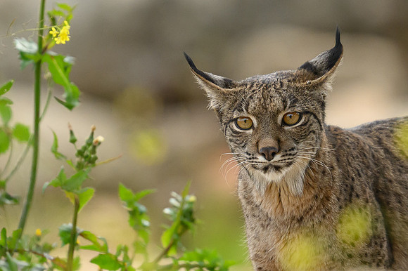 Iberian Lynx / Ryś Iberyjski