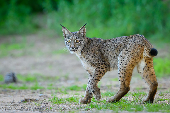 Iberian Lynx / Ryś Iberyjski