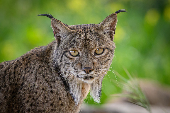Iberian Lynx / Ryś Iberyjski
